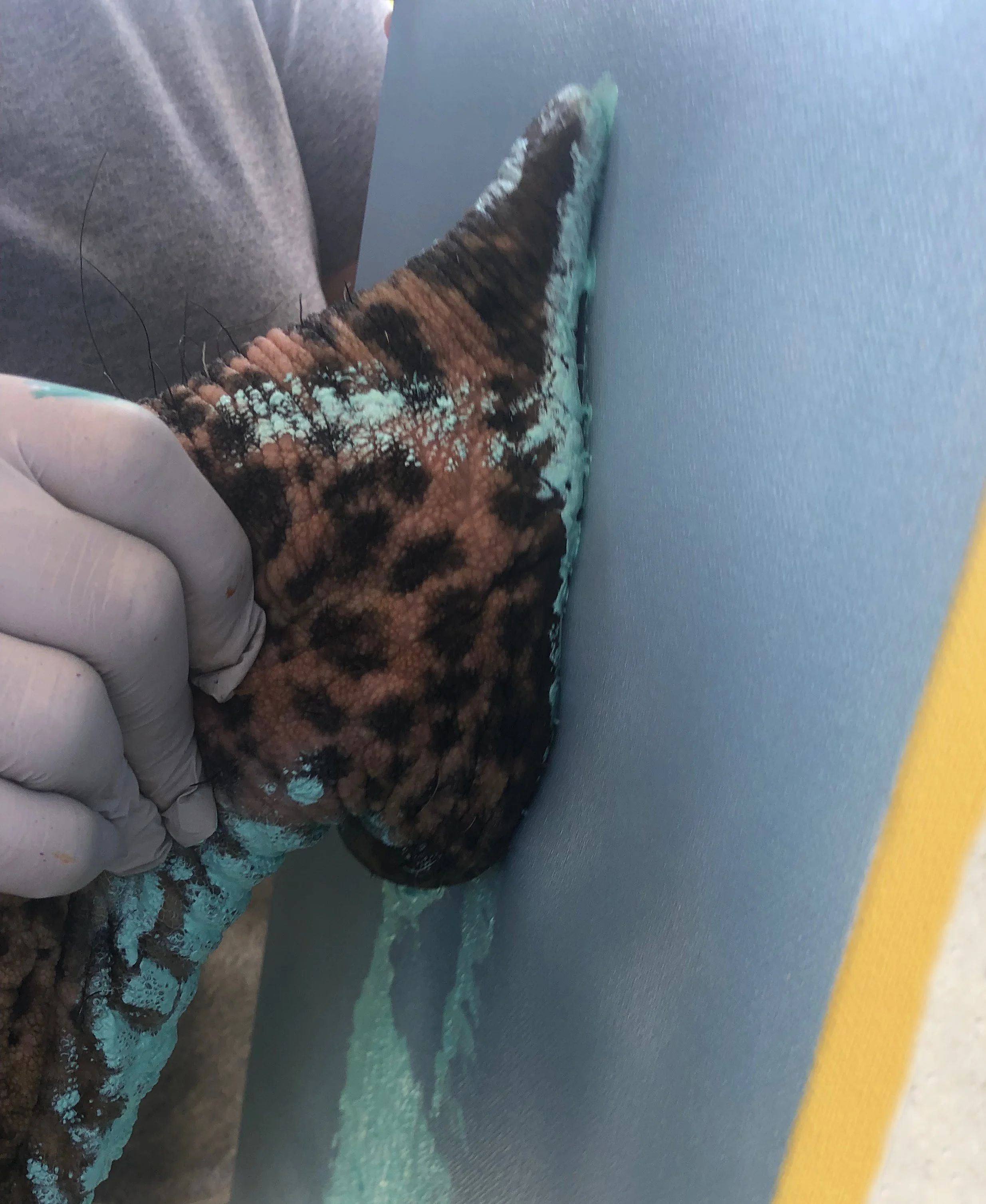 elephant kiss and interaction painting in fredericksburg texas