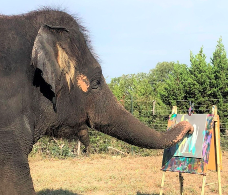 Elephant creates art with acrylic on canvas south Texas things to see.