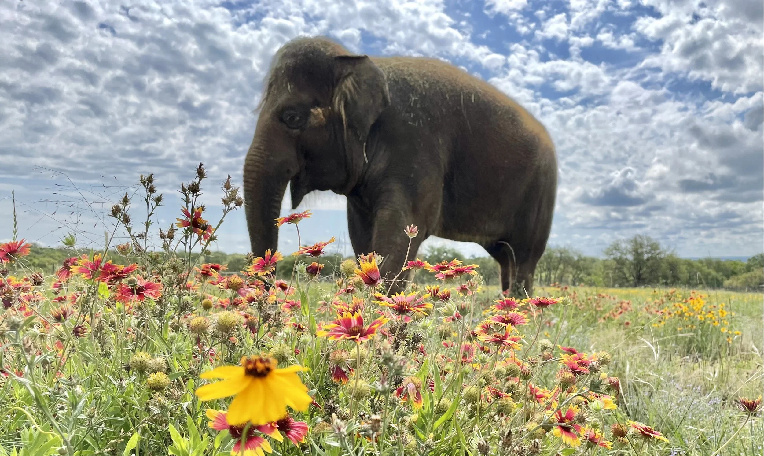 Fredericksburg Texas field of flowers with blue sky. Elephant grazing happy family fun in south Texas.
