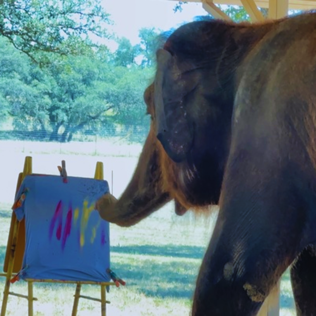 Painting done by elaphant graphics and shirts in the texas hill country