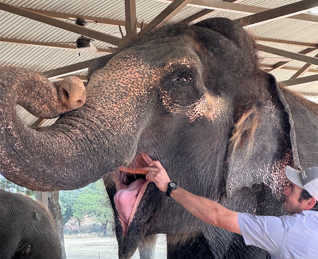 Feeding elephants carrots at a family friendly exotic animal preserve and sanctuary in Fredericksburg, Texas