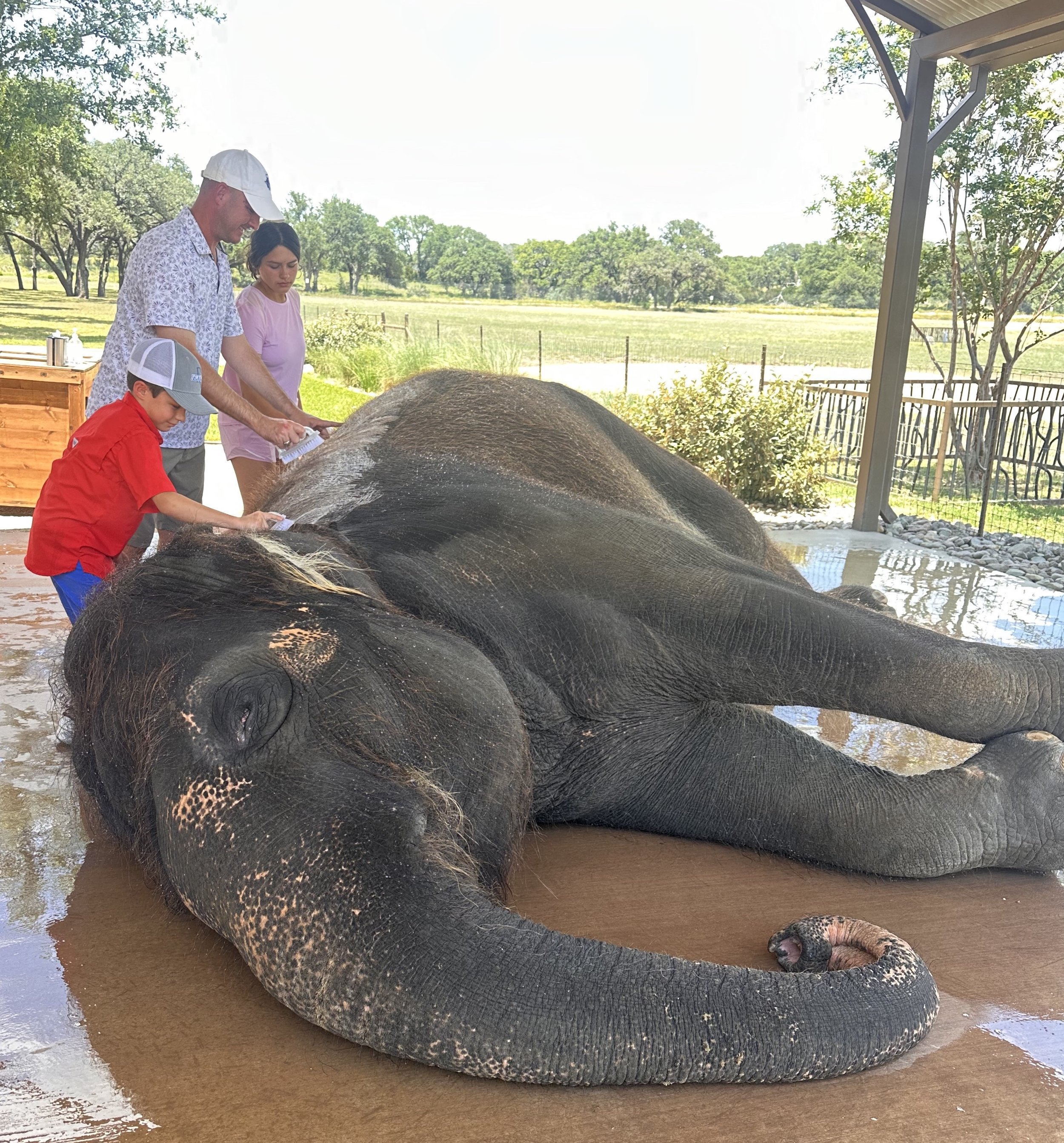 Guests bathing and pampering Asian elephants at Fredericksburg Texas exotic animal sanctuary