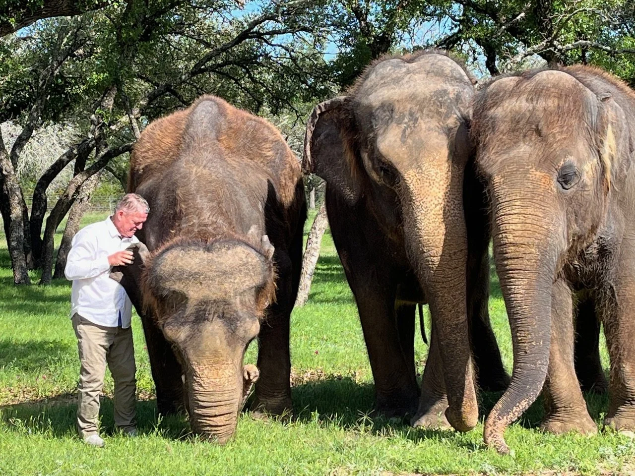 Kitty the elephant getting fed a carrot