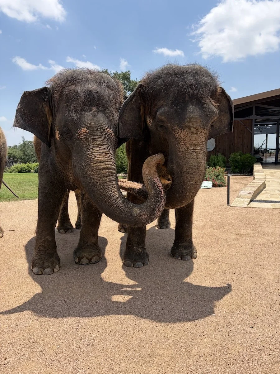 Our Asian Elephants forming social bonds
