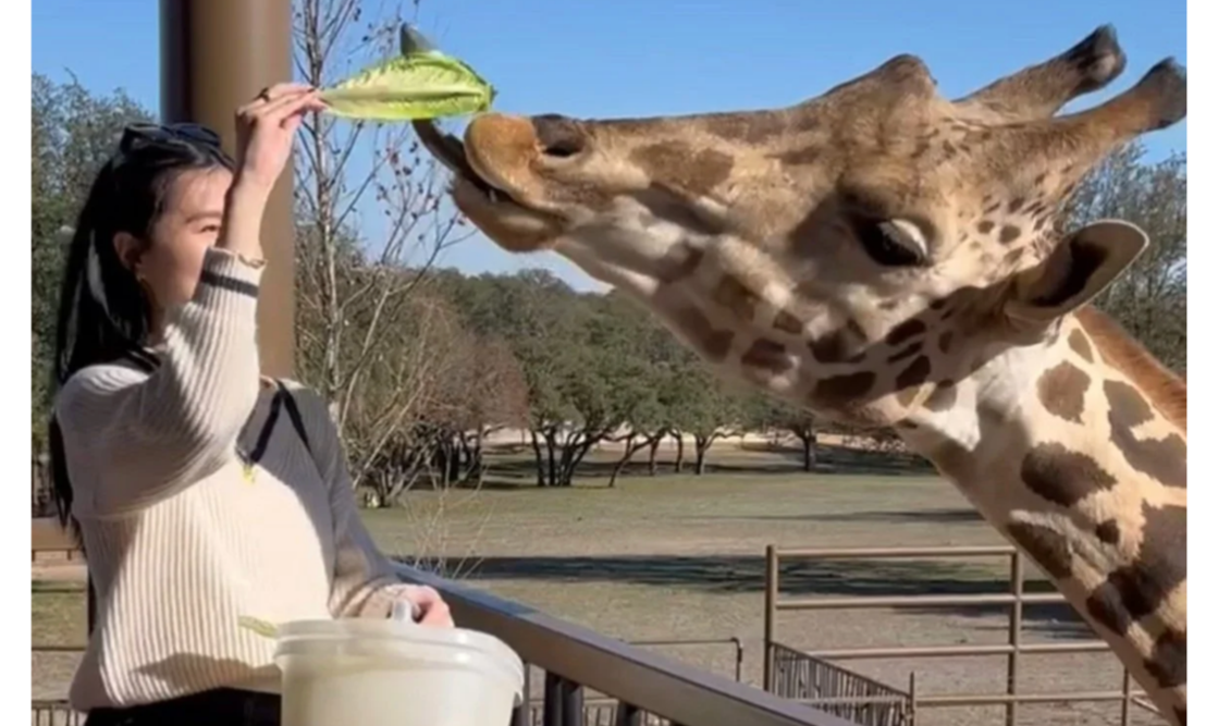 Family feeding giraffe at exotic animal sanctuary in fredericksburg texas attractions and things to do