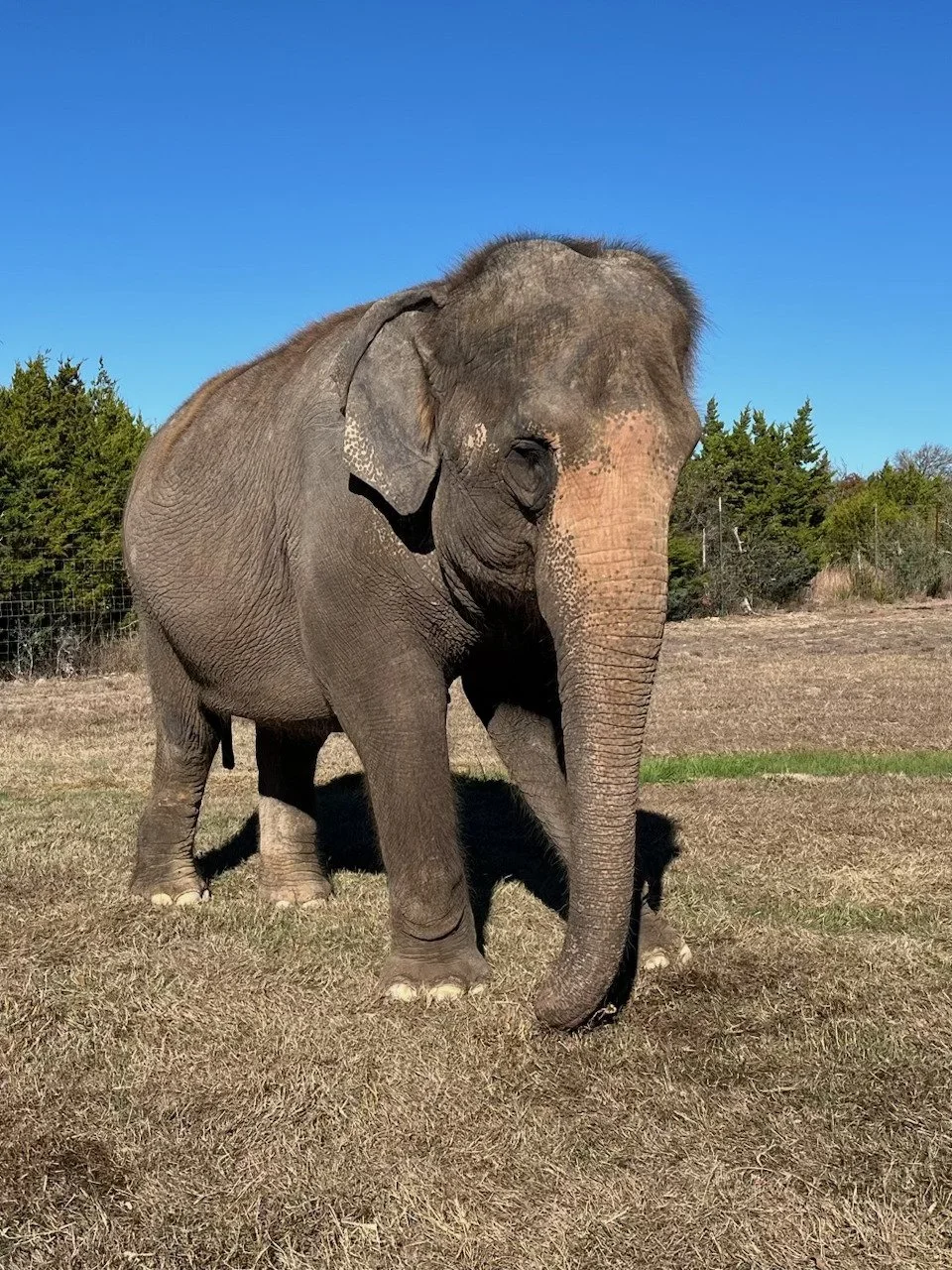 A picture of Sophie the Elephant in a field at the Preserve in Fredericksburg TX