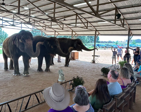 Experience elephants in south Texas Fredericksburg show.