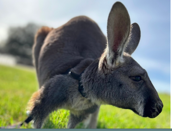 Red kangaroo in Texas wildlife ranch, Fredericksburg.