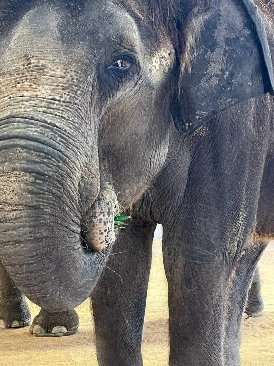 Picture of Becky the Elephant eating some grass at the Preserve in Fredericksburg TX