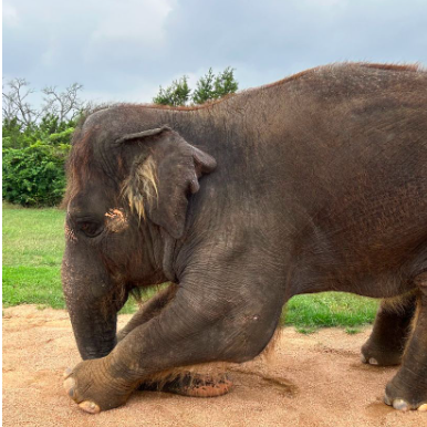 Elephant stretching yoga at The Preserve in Fredericksburg, Texas.