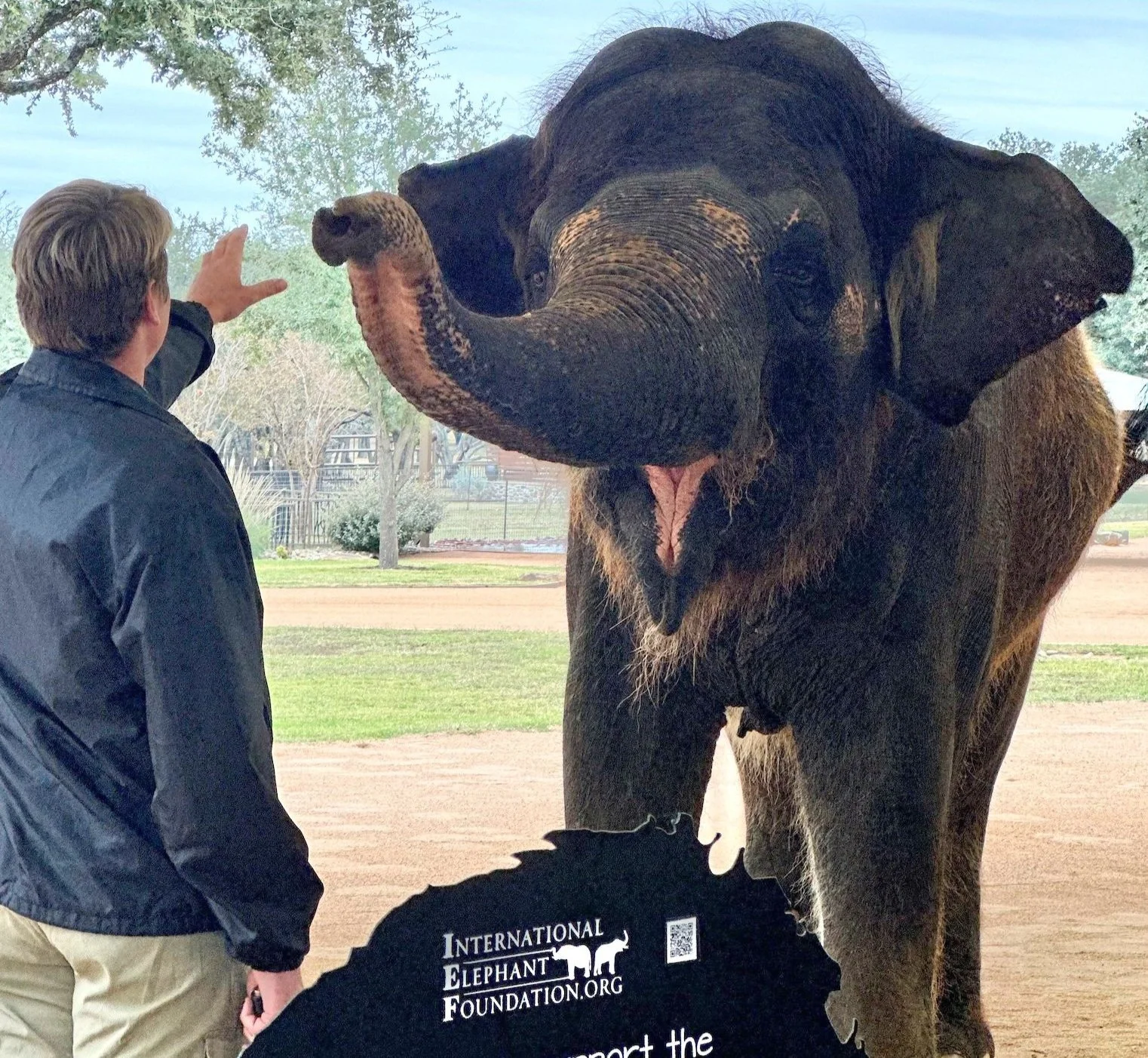 Asian elephants at The Preserve Fredericksburg TX during family-friendly animal encounter tour