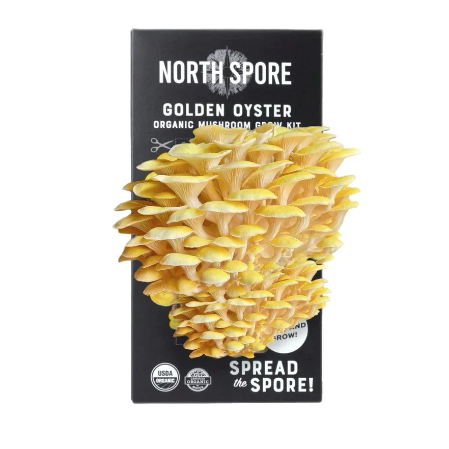 golden_oyster_mushroom_growkit_1160x_crop_center.webp