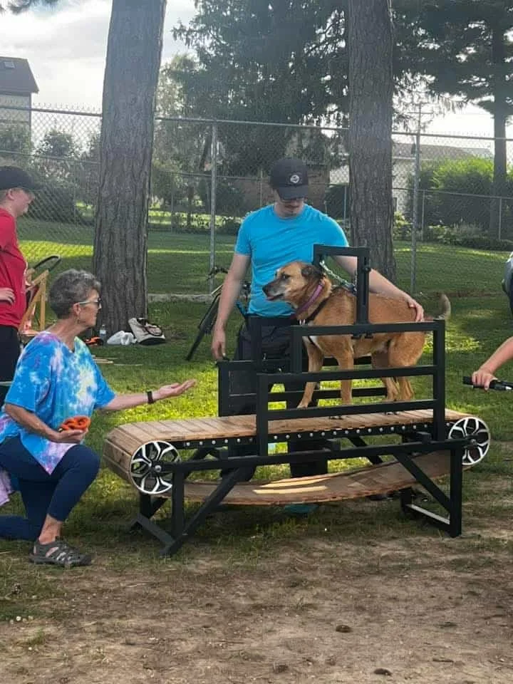 Suri on slatmill at eitzen event coulee k9's dog powered sports club.jpg