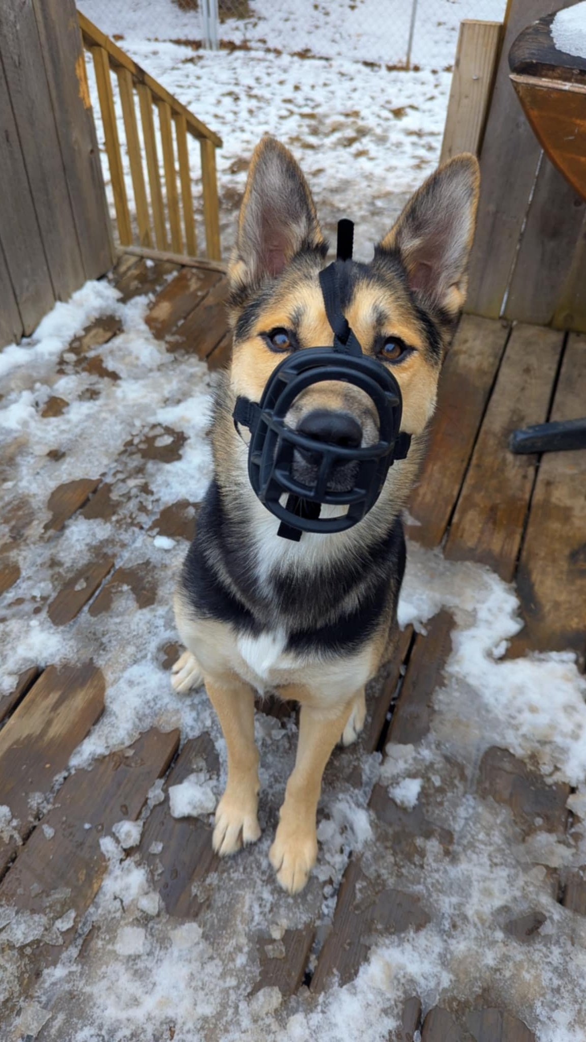 Ranger+muzzle+training+dog+training+coulee+k9+services+sit%2C+stay%2C+read+blog+training+tools+and+how+to+use+them.jpg