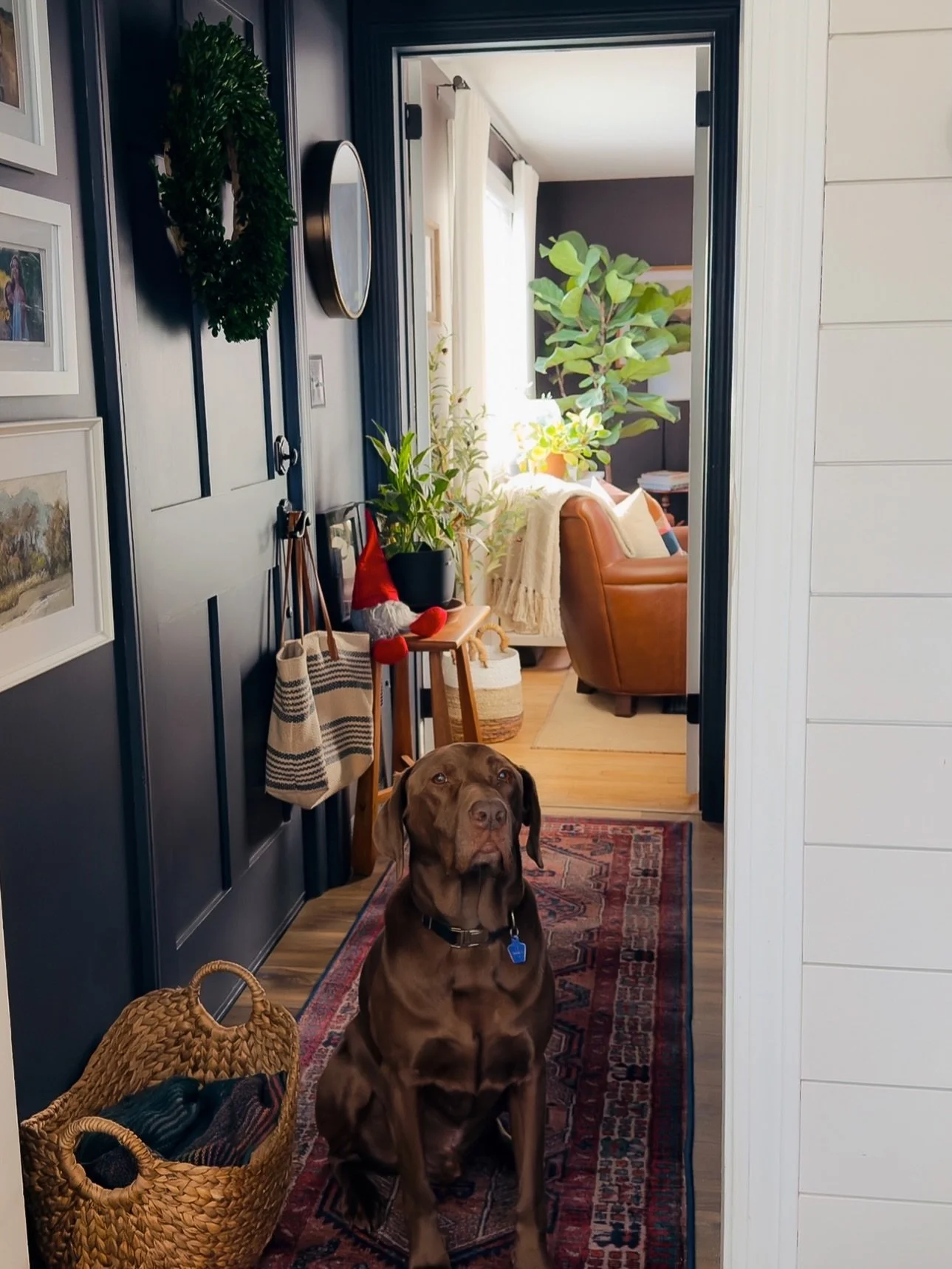 When you&rsquo;re trying to photograph your new runner&hellip; but the pup thinks it&rsquo;s a photoshoot for him 🐾 😆

But seriously - this runner! 👌🏼

There&rsquo;s a new rug in town and we&rsquo;re obsessed! The rich jewel tones are such a mood