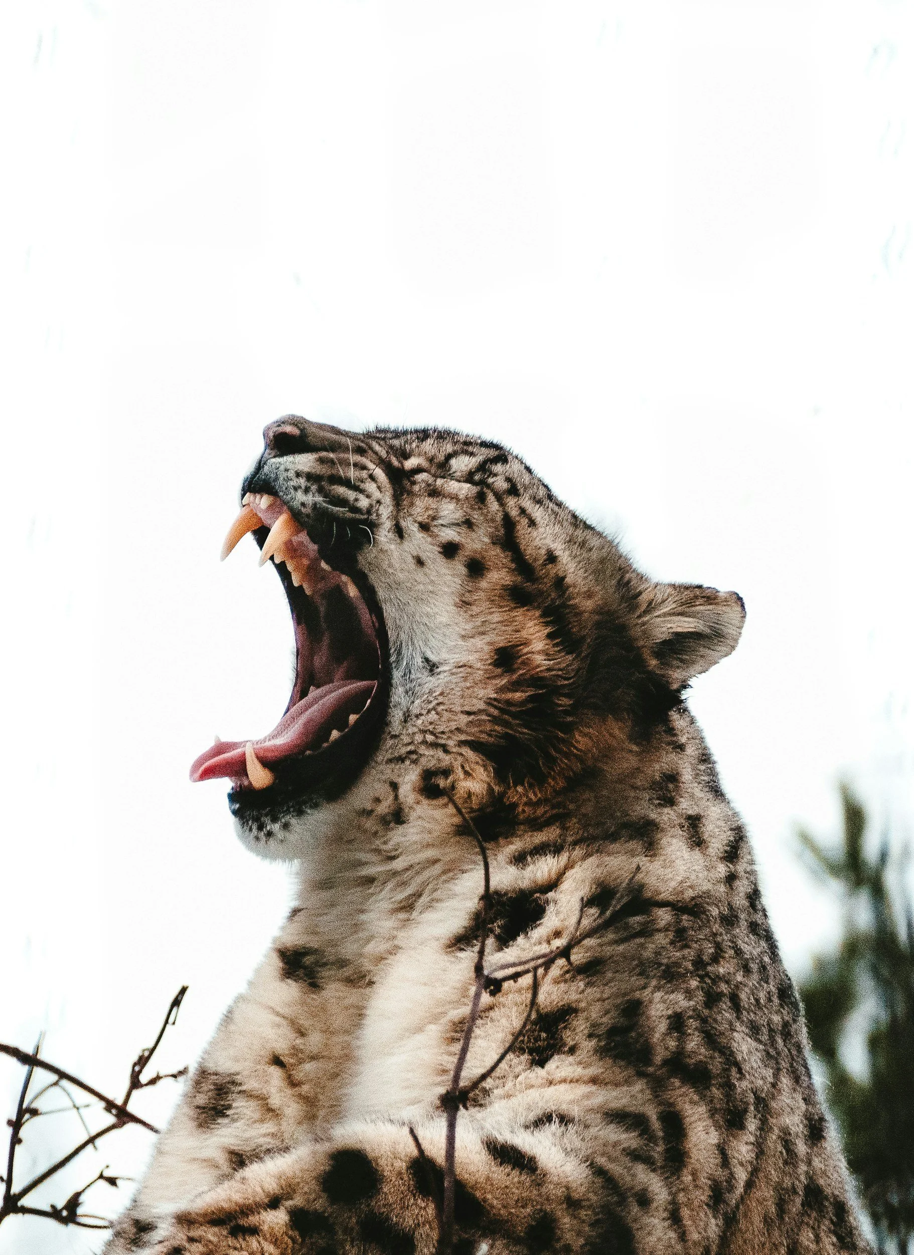 Roaring snow leopard