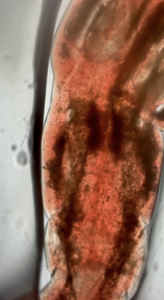 Screenshot 2025-11-24 at 8.36.14 PM.png