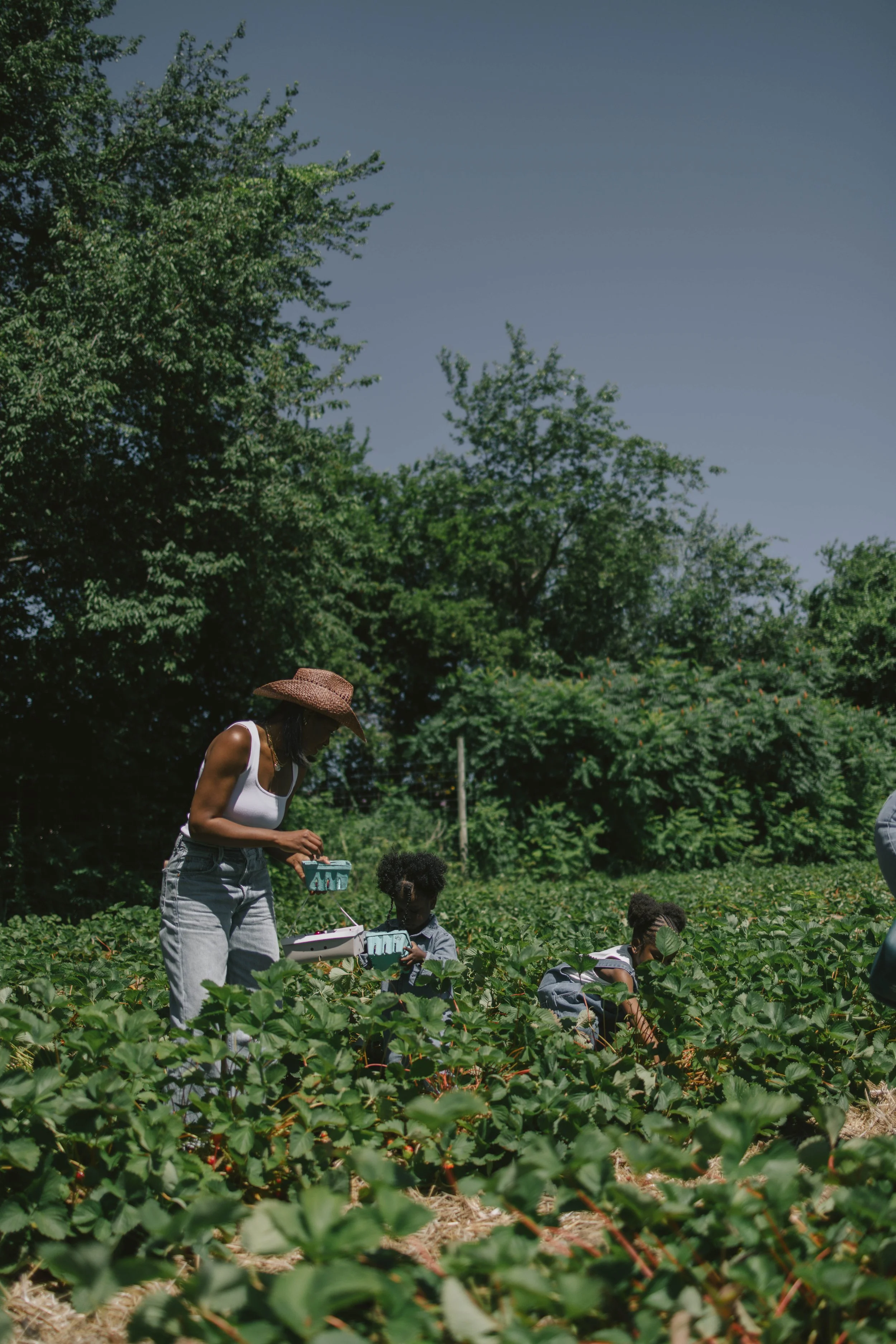 Where To Go Strawberry Picking In New England + NY 