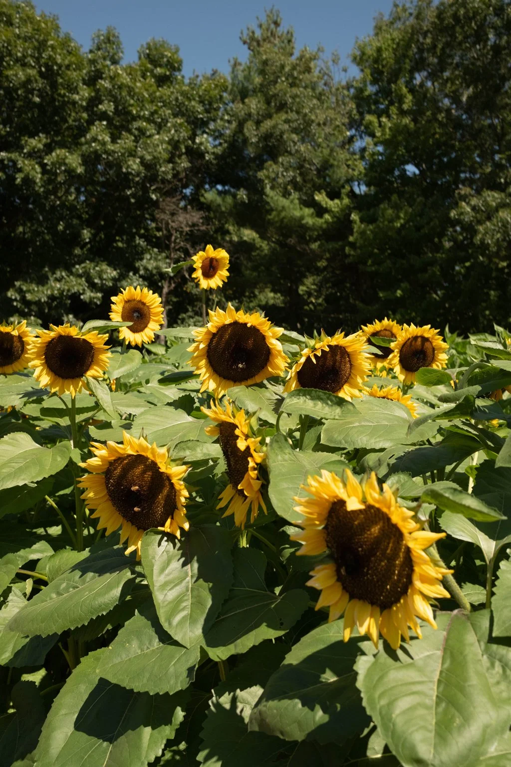 DSCF1371.jpg