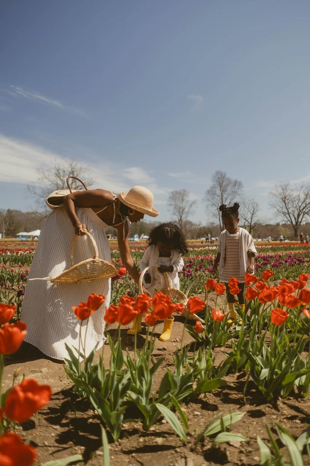 Where To Go Tulip Picking In New England + NY
