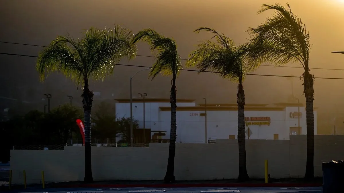 Palm trees bending in Santa Ana winds during an Orange County dust event