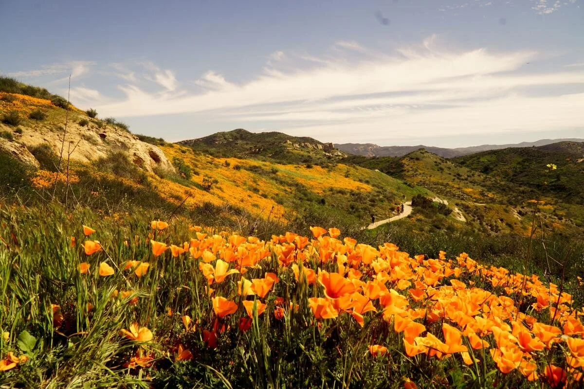 Orange County hillside covered in blooming California poppies during spring, signaling warmer weather ahead