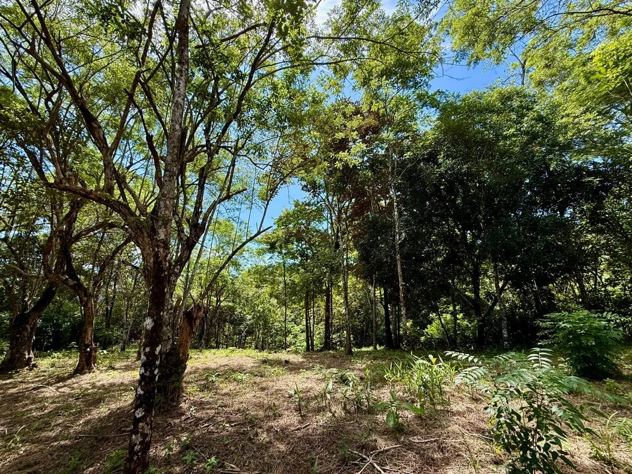 Suenos Gabriella lot 5.jpeg