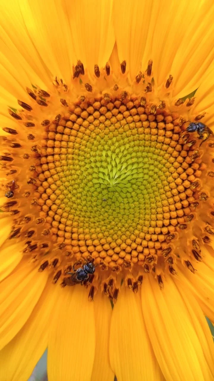 Photo by Nina Dormond