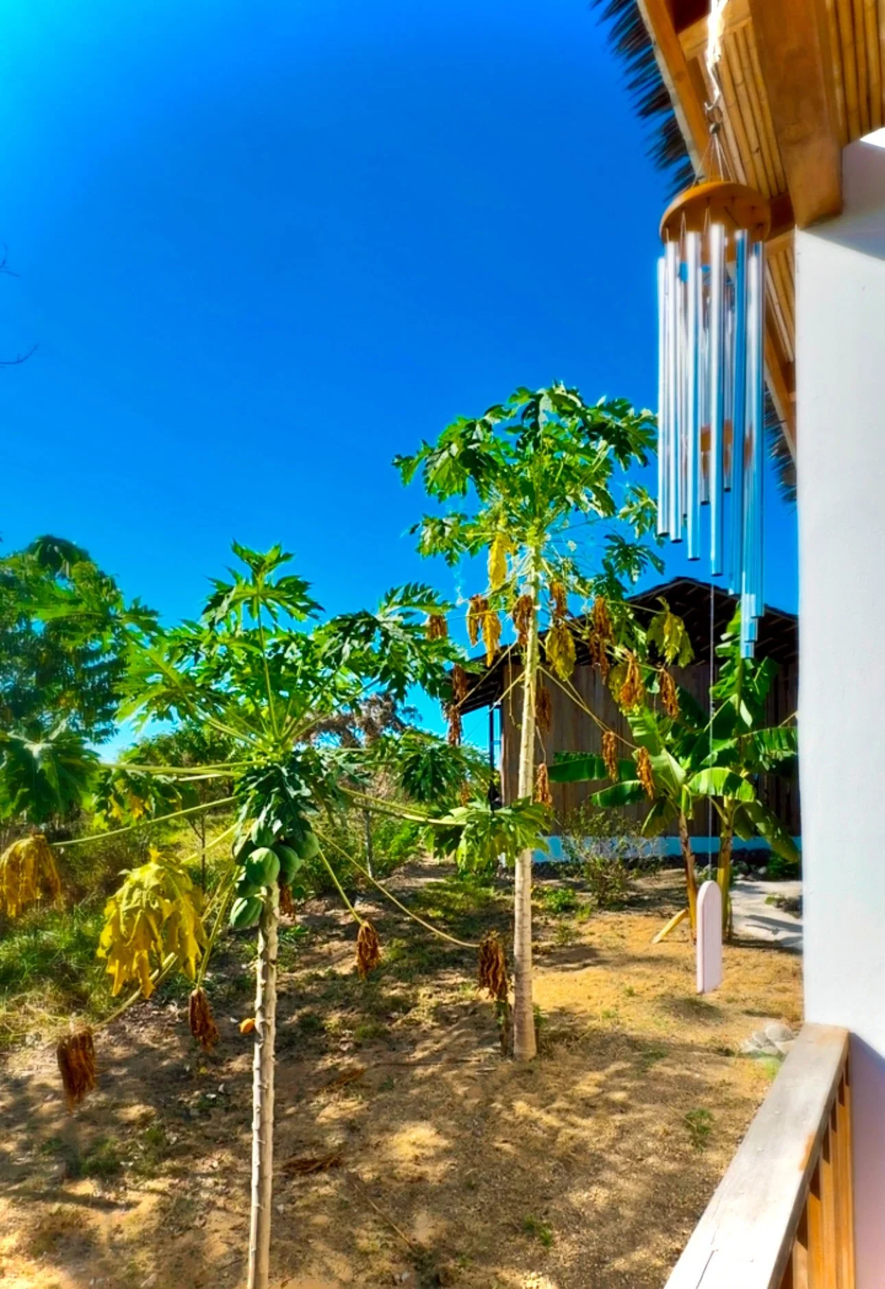 Casa Lilith at The ARK - papya trees.jpeg