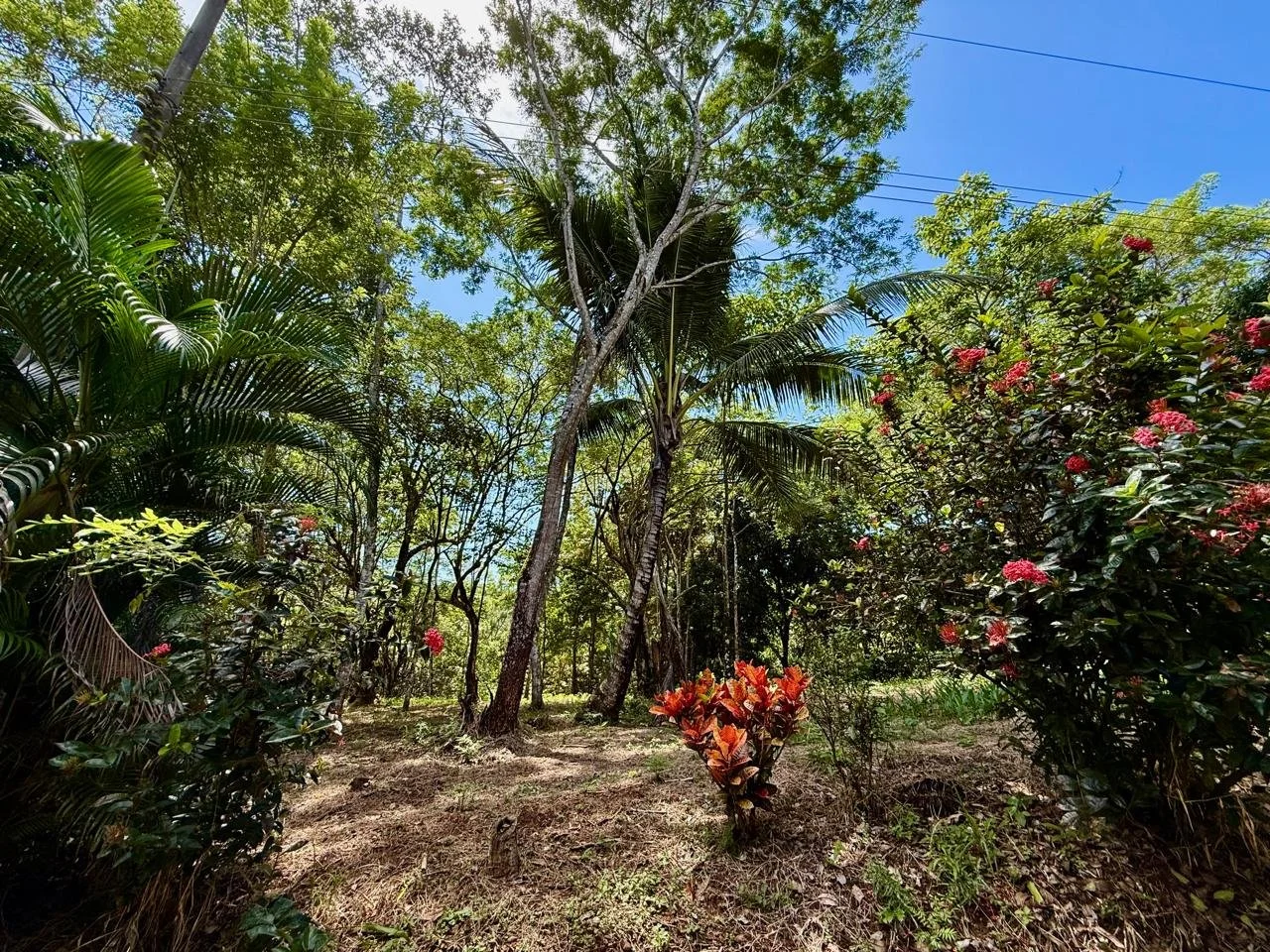 Suenos Gabriella lot 10.jpeg