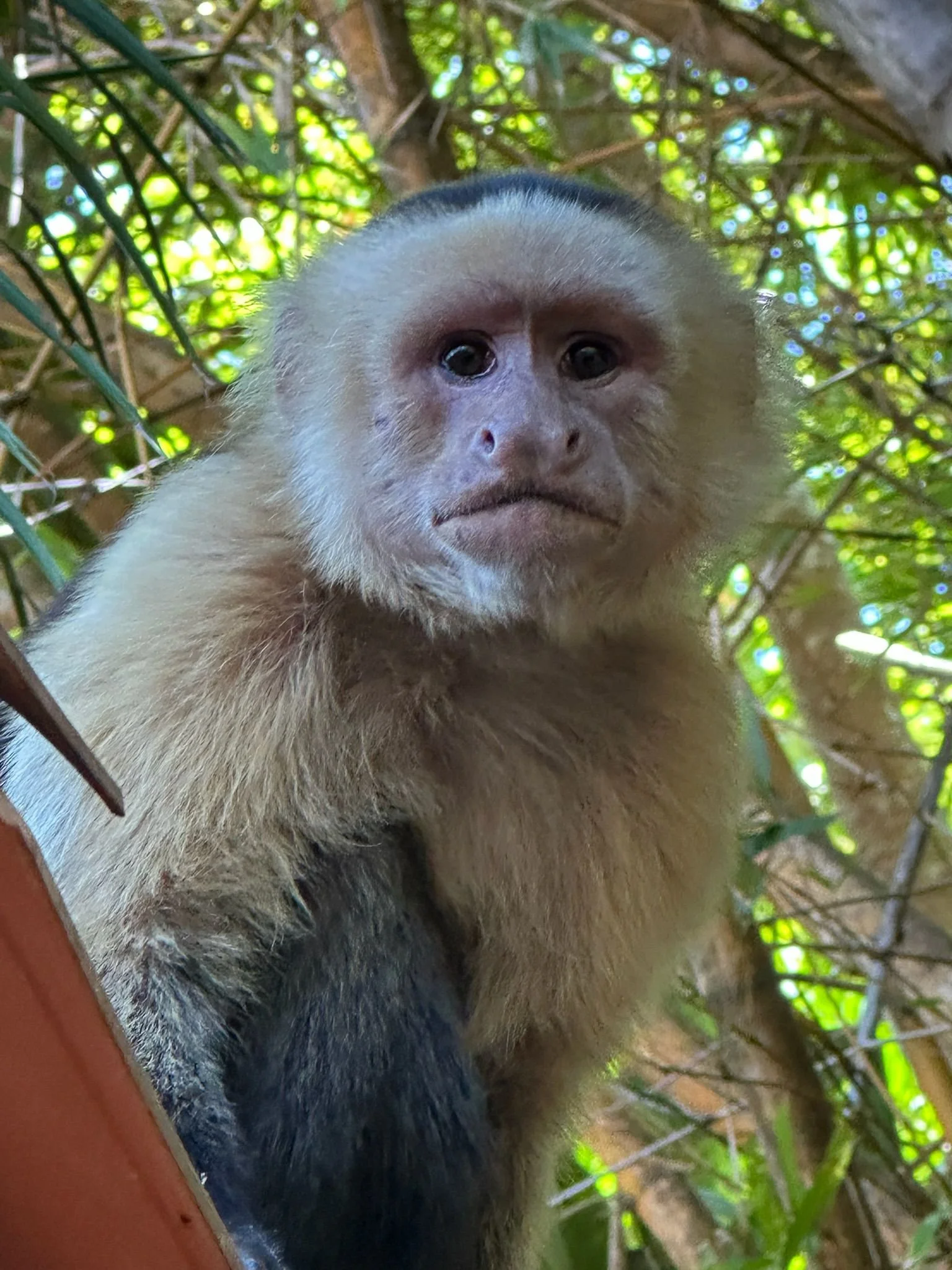 Photo by Patti Comeau