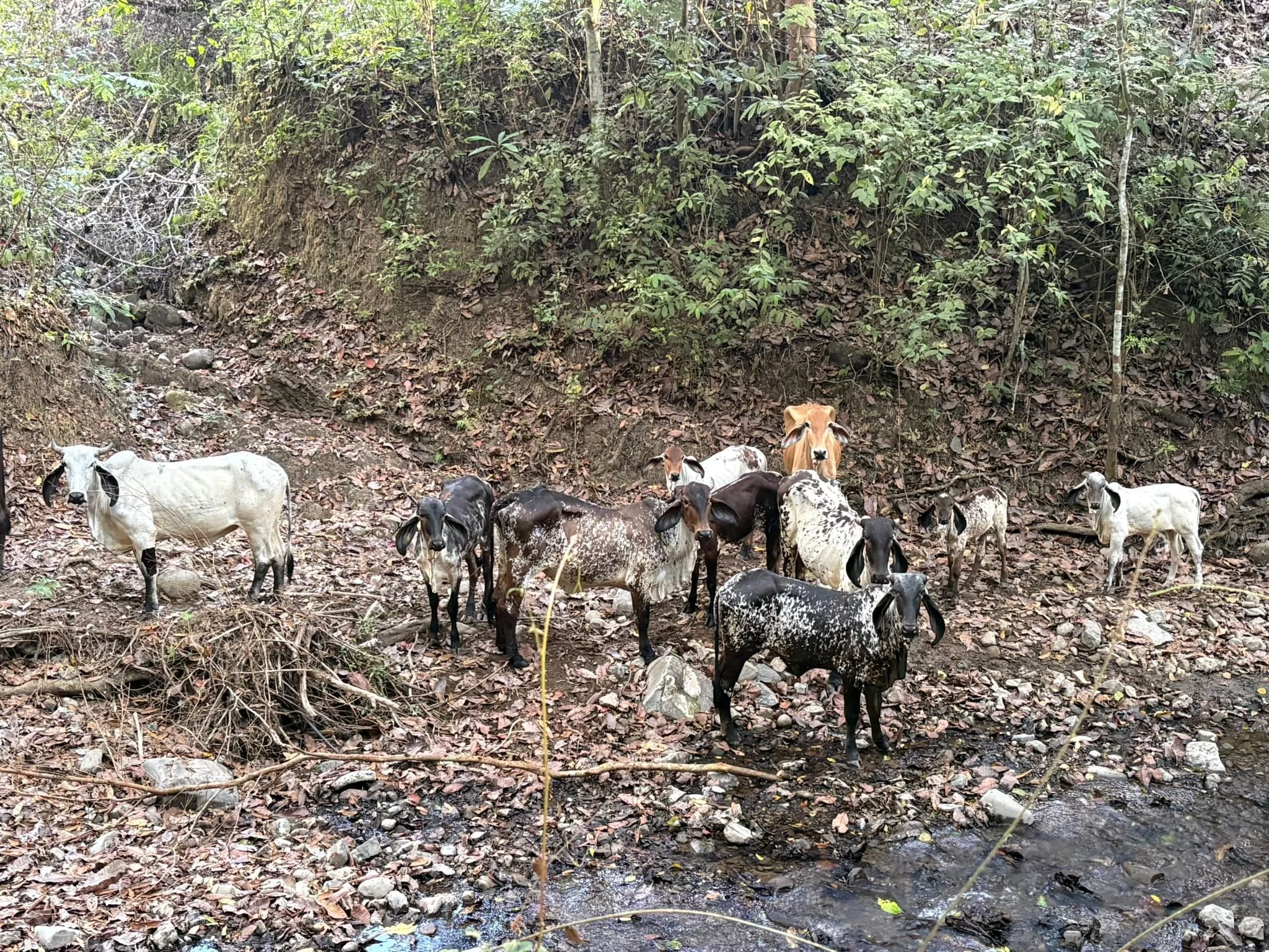 Photo by Patti Comeau