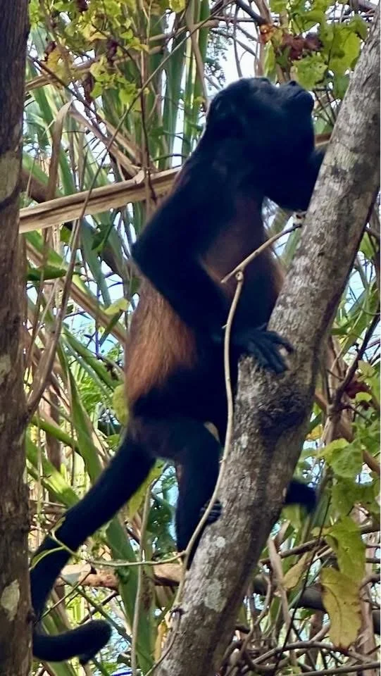 Photo by Paul Gardner