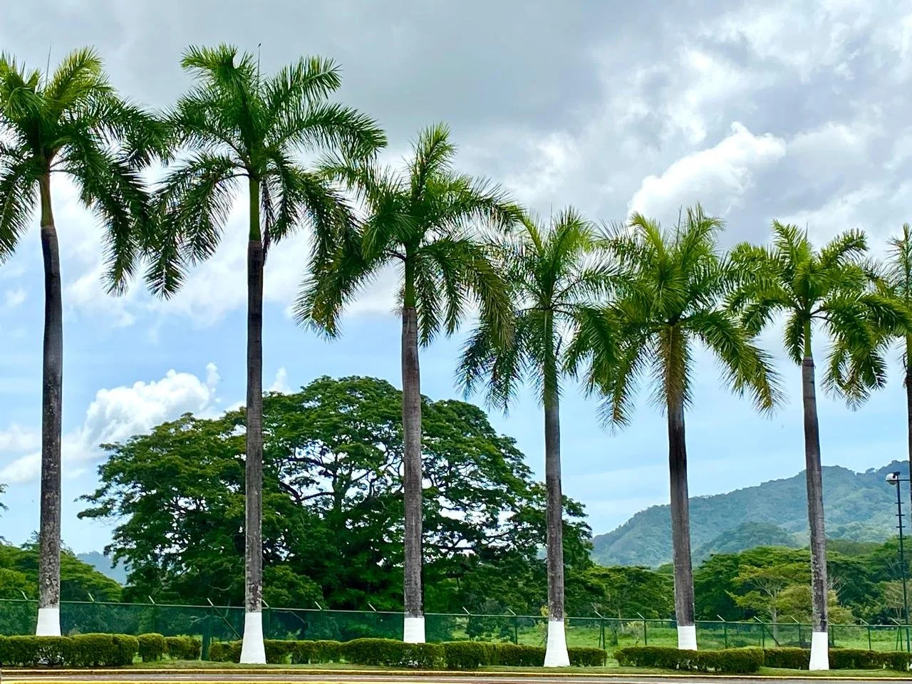 ARA 22 - Los Delfines Palm TRees.jpg