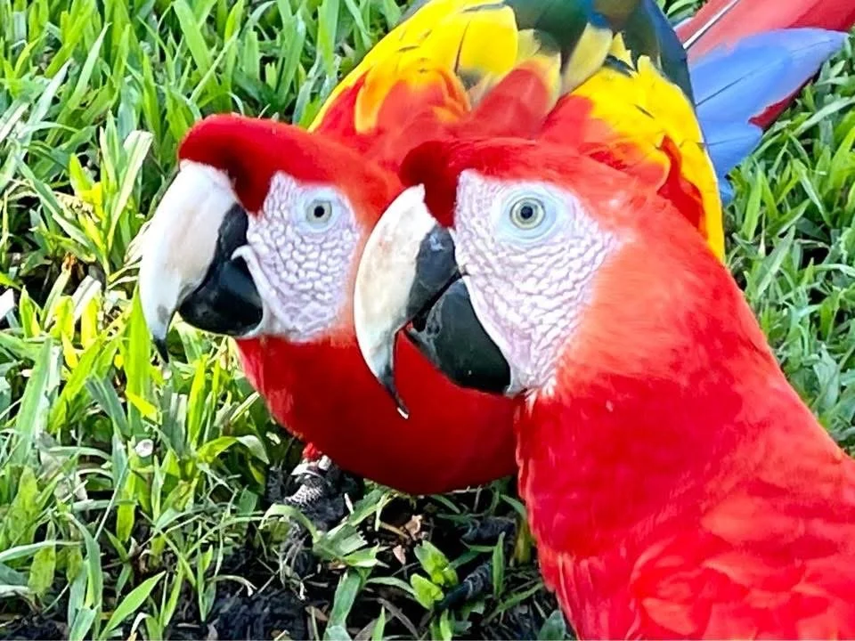 Photo by Paul Gardner