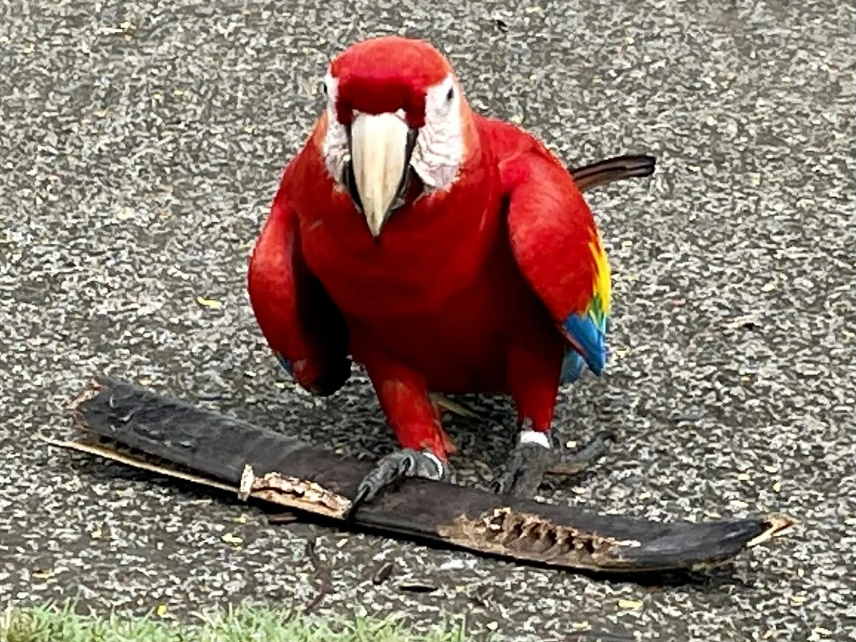 Photo by Paul Gardner