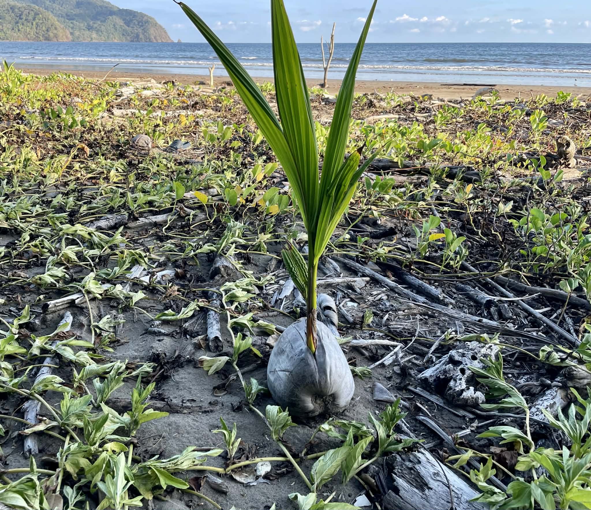 Photo by Paul Gardner