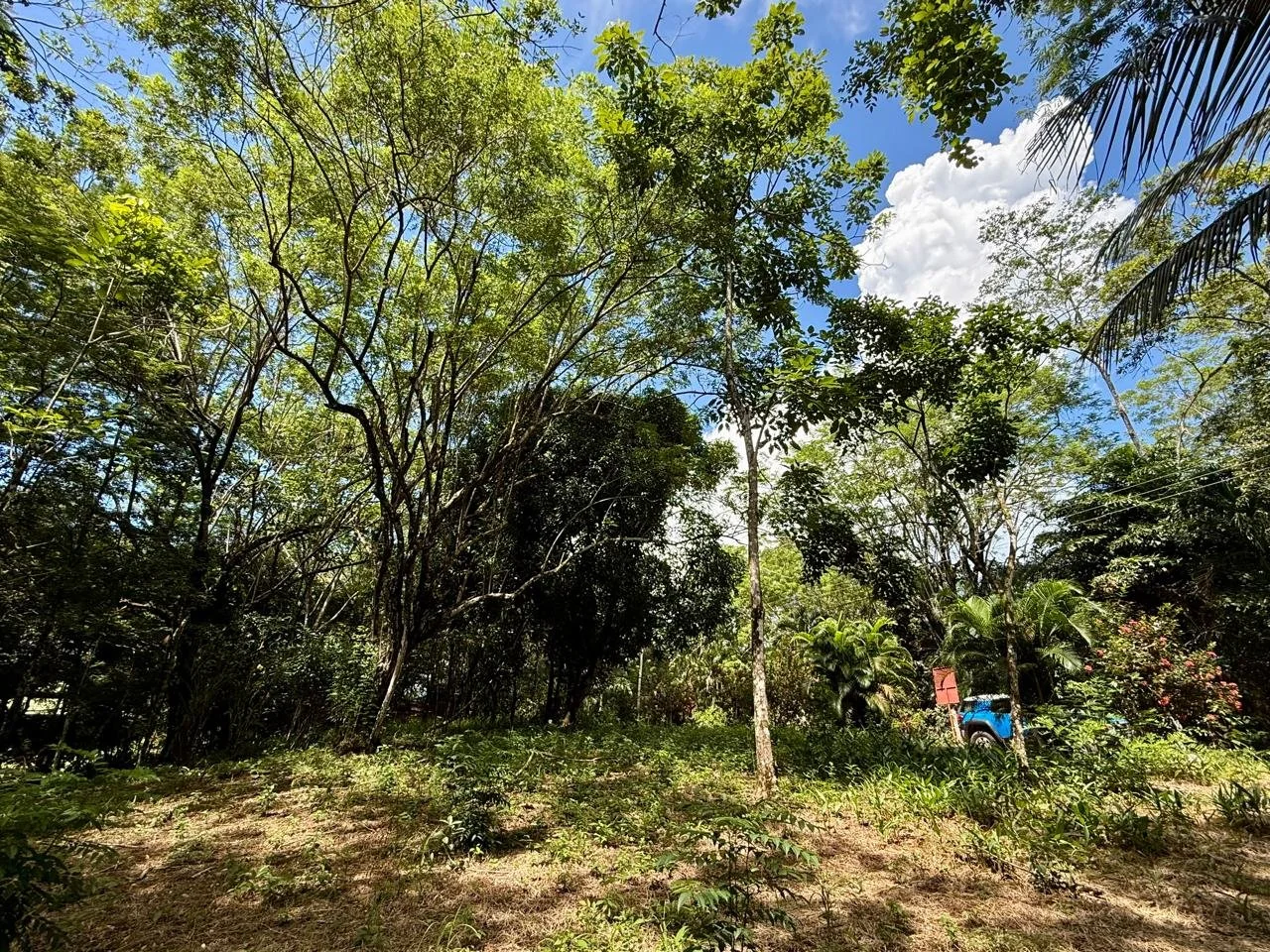 Suenos Gabriella lot 8.jpeg