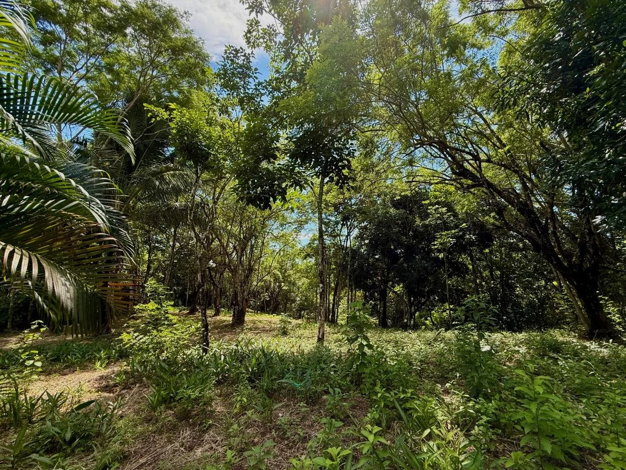 Suenos Gabriella lot 4.jpeg