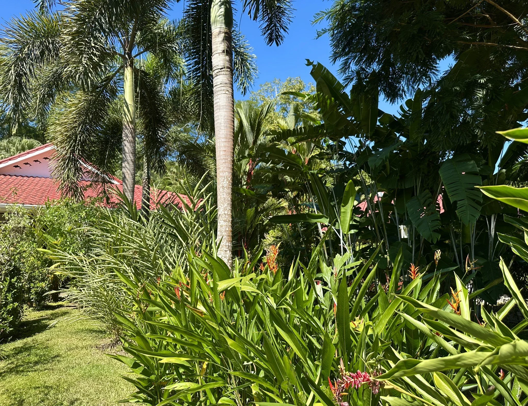 backyard trees.jpg