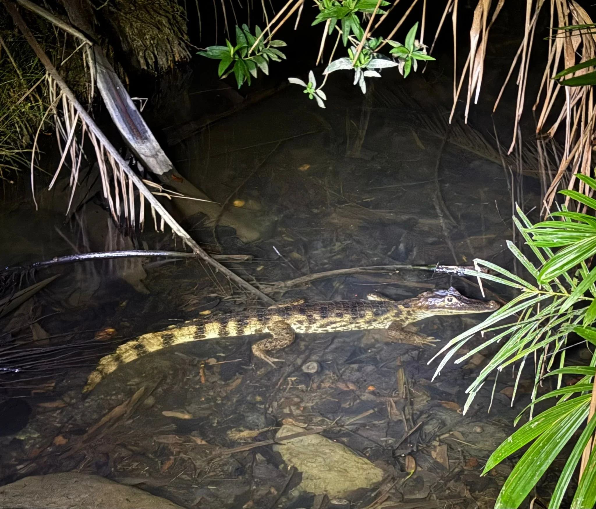 Photo by Patti Comeau