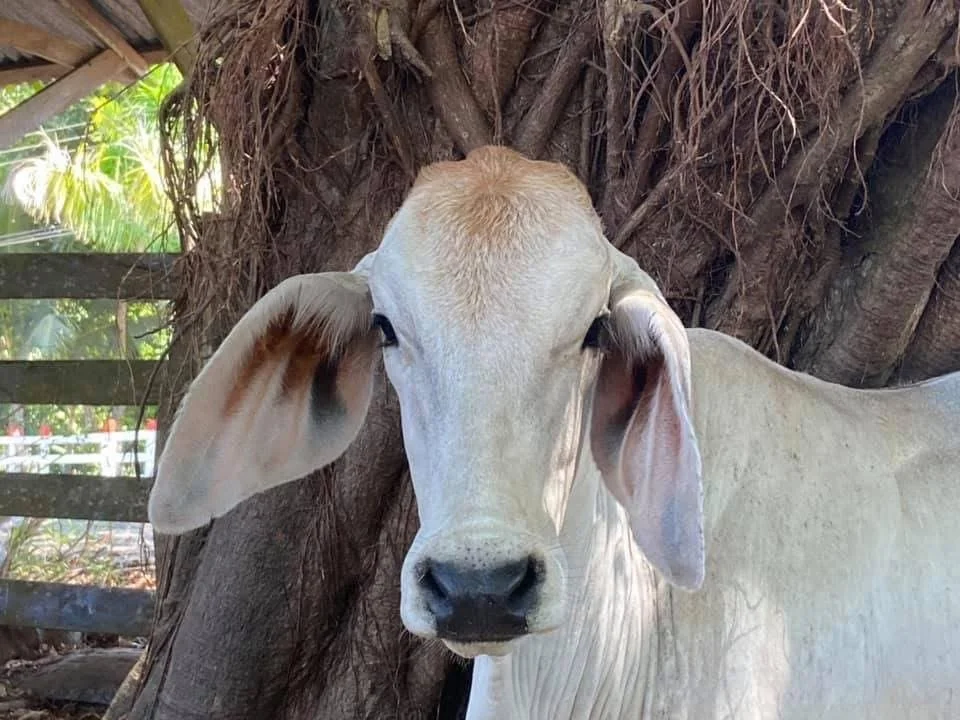 Photo by Suzanne Saunders