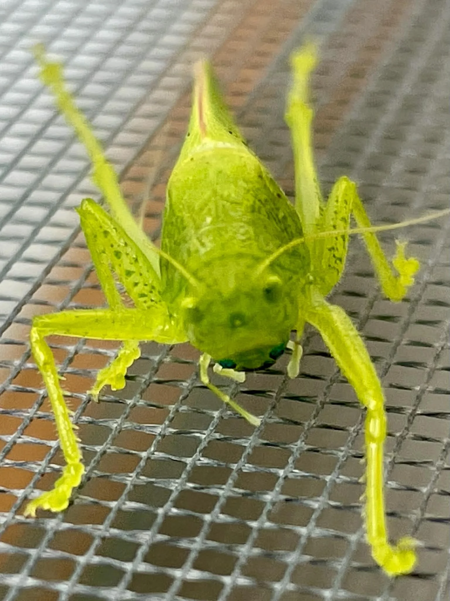 Photo by Paul Gardner