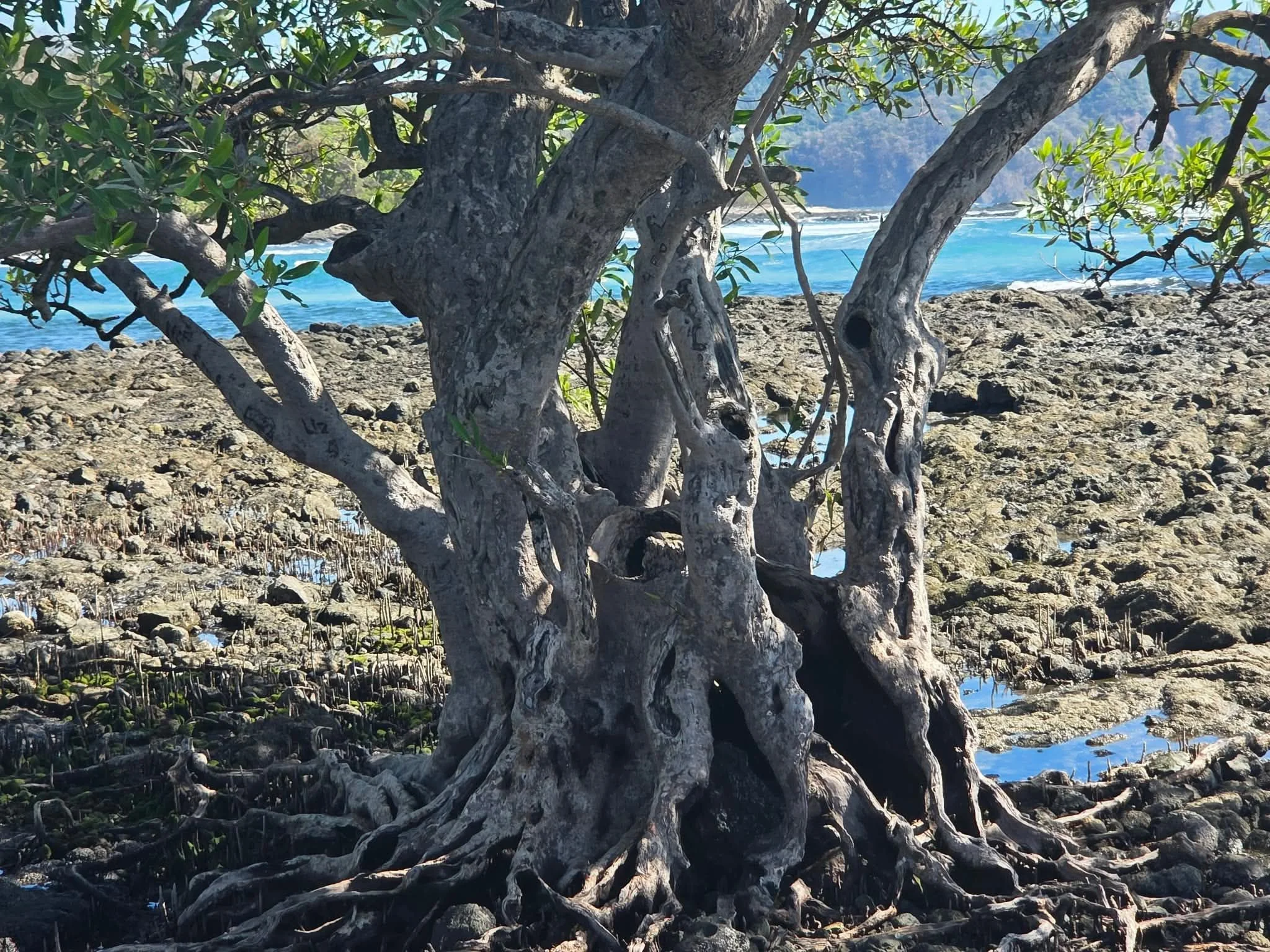 Photo by Patti Comeau