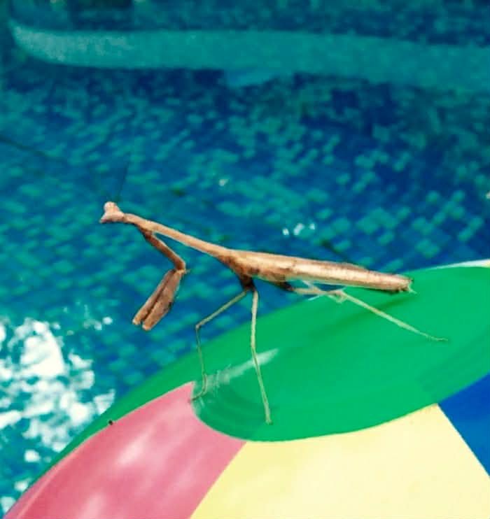 Photo by Paul Gardner