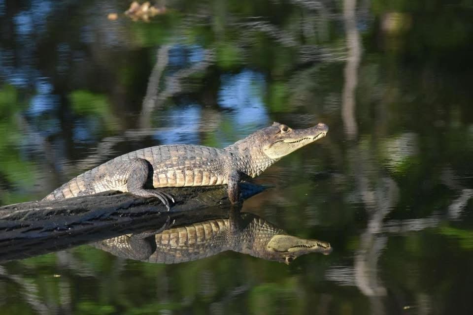 Photo by Suzanne Saunders