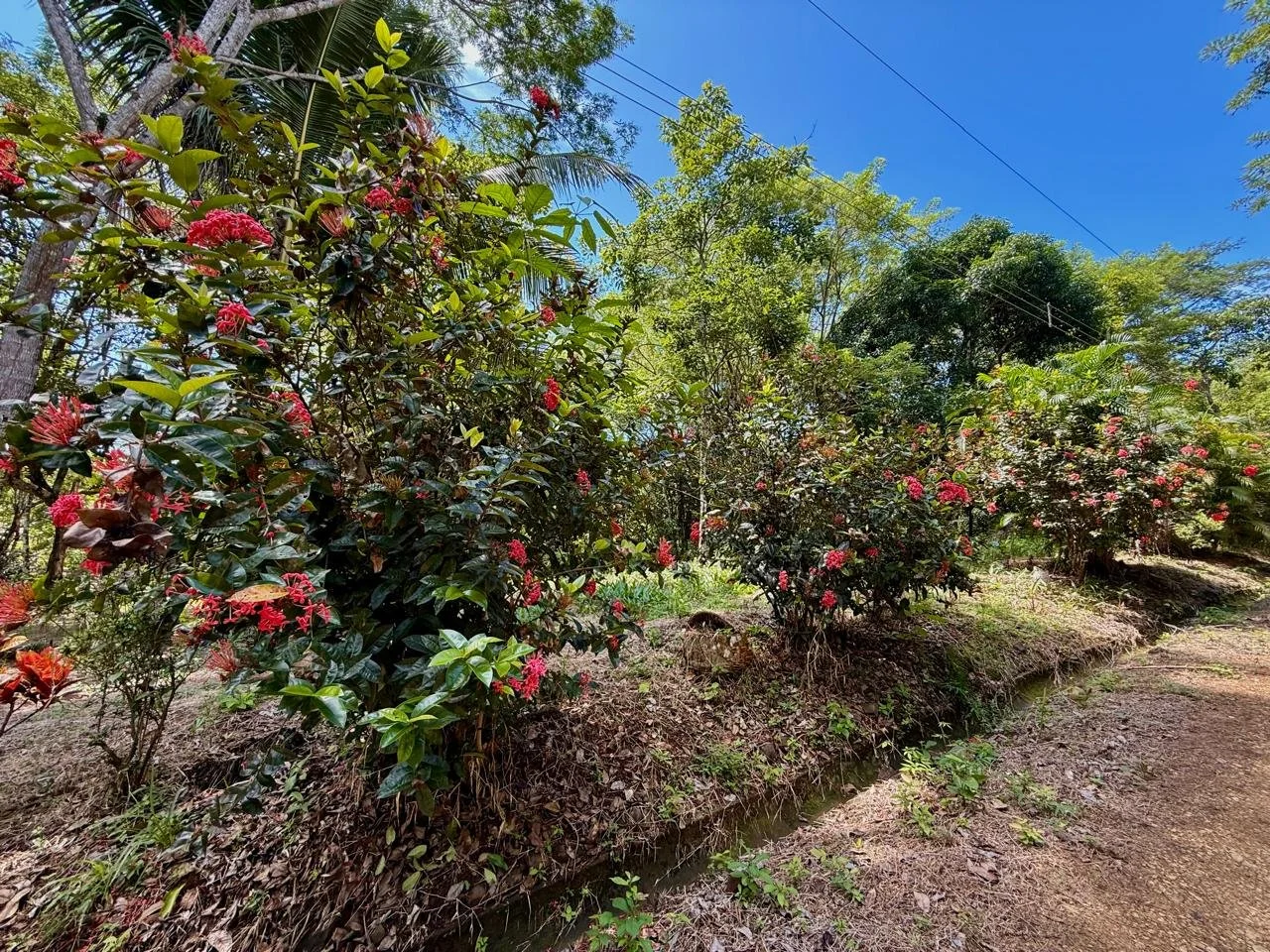 Suenos Gabriella lot 11.jpeg