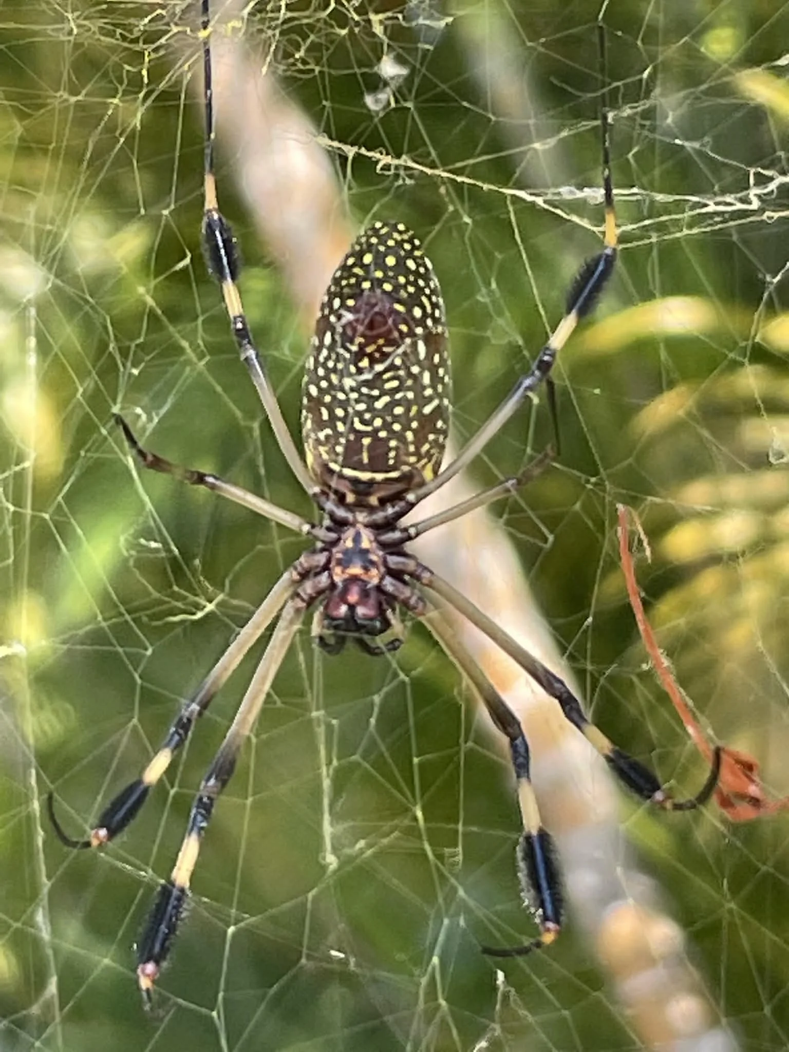 Photo by Paul Gardner