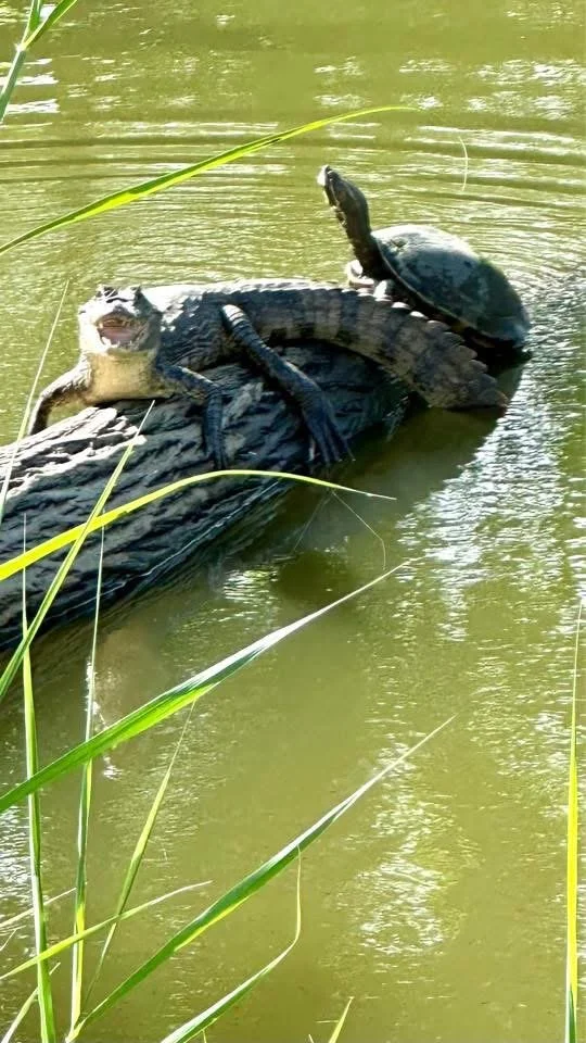 Photo by Paul Gardner