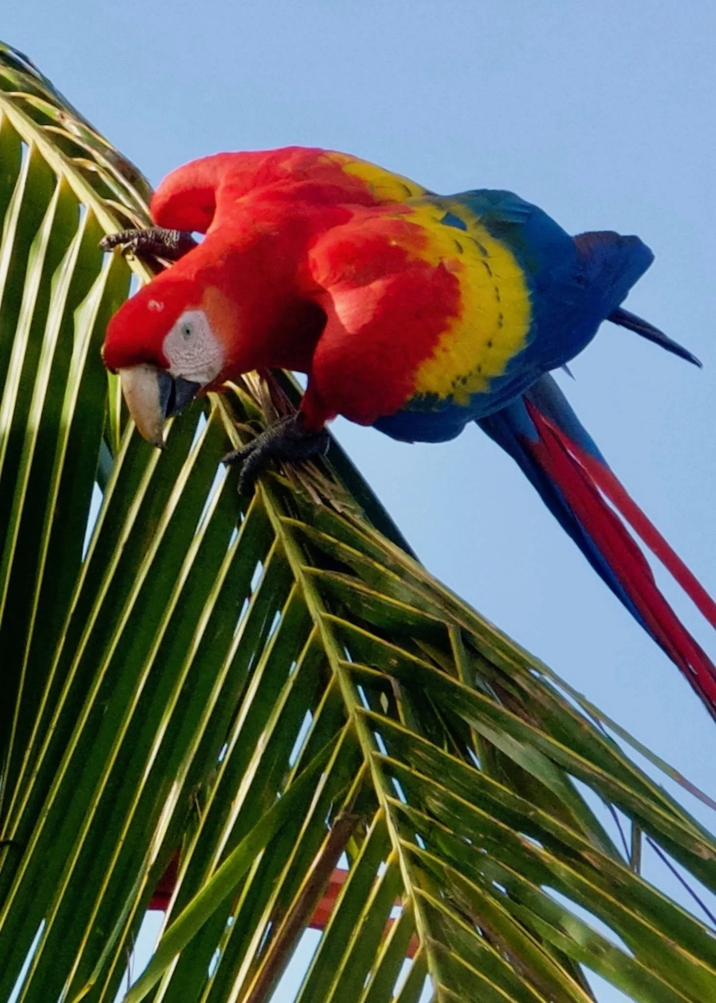Colorful scarlet macaw perched on a palm tree in tropical Costa Rica.